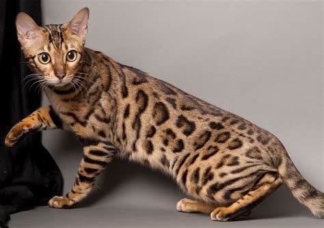 Walaupun sebutannya kucing hutan, kucing liar yang satu ini tidak . Tiada Lesen Bagi Kucing Hutan | Eintan Nurfuzie