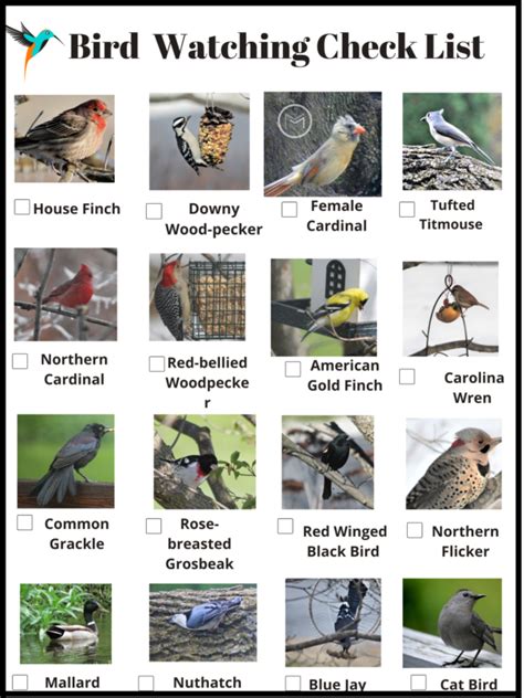 Printable Bird Identification Chart