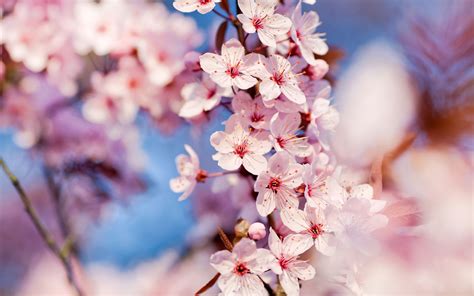 High Resolution Image Of Cherry Blossoms Picture Of Spring Macro