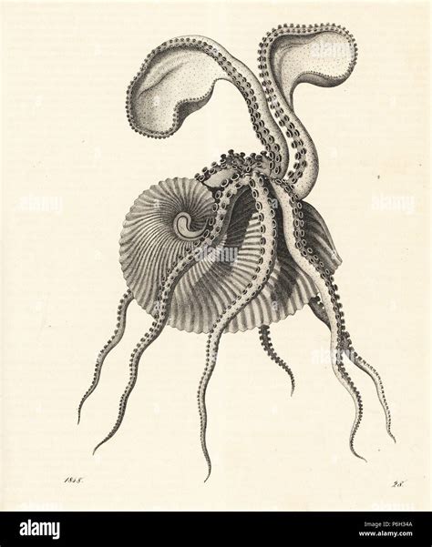 Greater Argonaut Octopus Argonauta Argo Lithograph From Carl Hoffmann