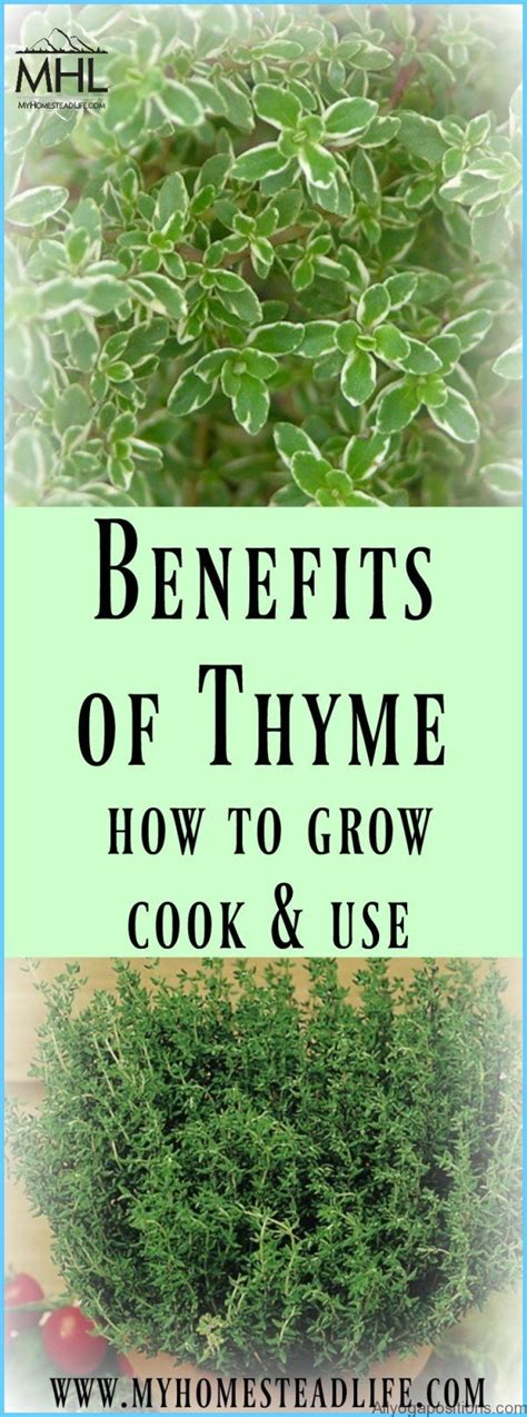 What Is Thyme And How Do You Use It