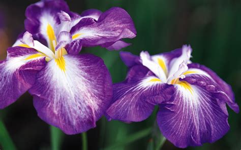 Fonds Decran Iris Fleurs Télécharger Photo