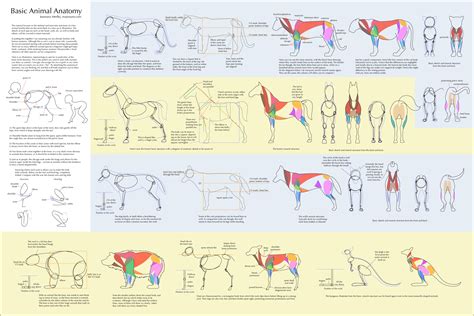 Basic Animal Anatomy by Majnouna on DeviantArt