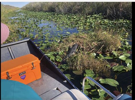 Miami Everglades River Of Grass Small Airboat Wildlife Tour Getyourguide