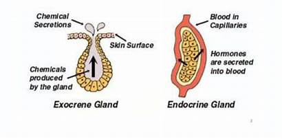 Exocrine Endocrine Difference Between Glands Gland Simple