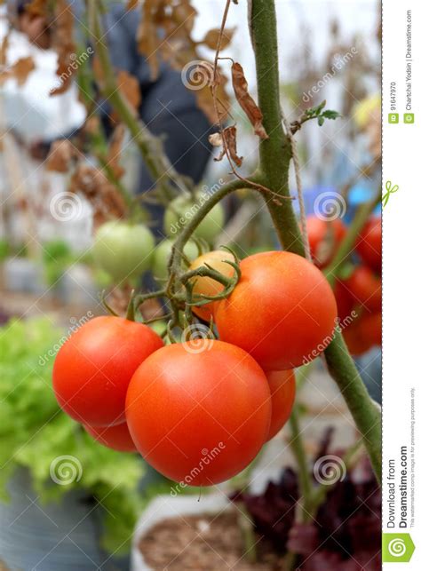 Tomato Plant With Red Fruits On Branch Stock Photo Image Of Tomato