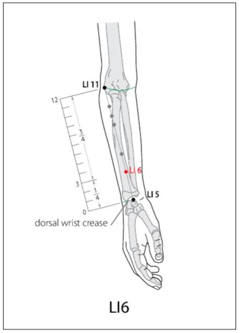 Li 6 Acupuncture Point Acupuncture Point Locations Review