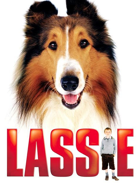 How Many Dogs Did They Use In Lassie