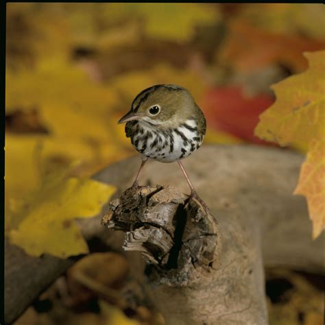 Ovenbird Bird Bird Life List Animal Facts