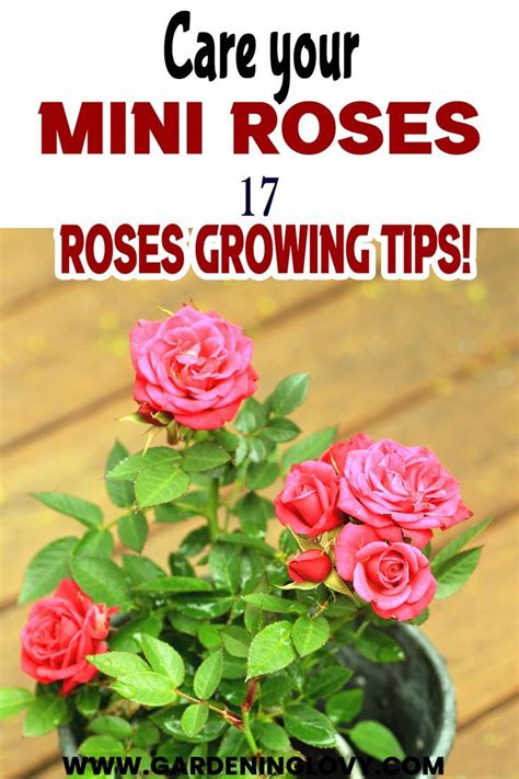 You Can Easily Care For Mini Roses In A Small Or Large Garden Potted