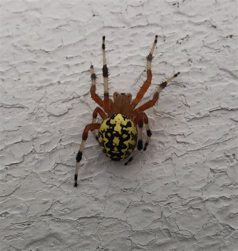 First Marbled Orb Weaver Of The Season For Me Southeast