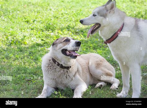 Cute Siberian Husky And Asian Shepherd Dog Puppy In The Summer Park