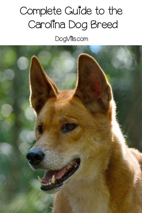 Try this easy dog breed selector to find the best dog breed for you. Are Carolina Dogs Good Pets? (Detailed guide: Temperament ...