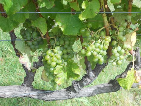 Filesemillon Grapes On The Vine Wikimedia Commons