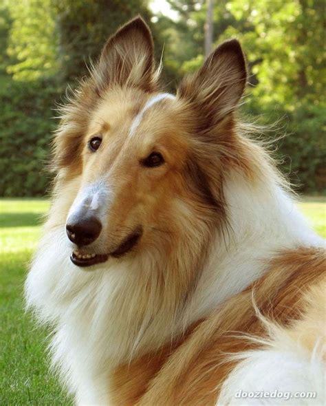 17 Best Images About Collie Dog Art Portraits Photographs Information