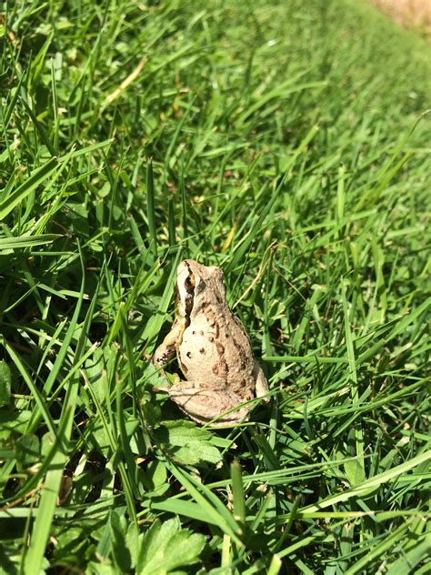 Tiny Frog In My Yard Frogs