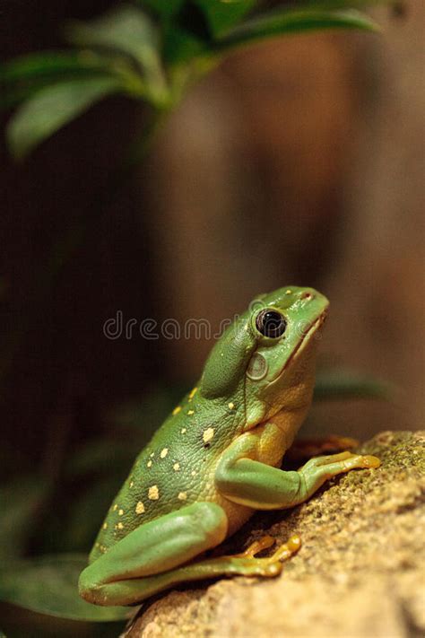 Splendid Tree Frog Stock Photo Image Of Australia Perch 99772904