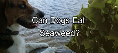 Ever wondered can cats eat cashews? Can Dogs Eat Seaweed? - Pethority Dogs