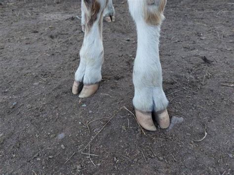 Cow Hoof Stock Photos Pictures And Royalty Free Images Istock