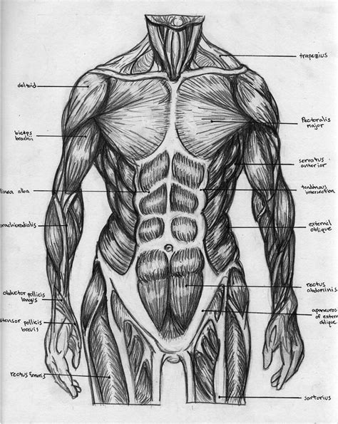 Torso Muscular Chart By Badfish81 On Deviantart