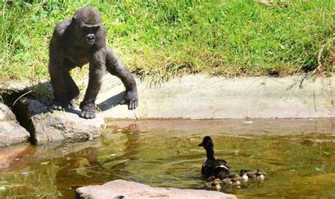 Touching Moment Young Gorilla Makes Friends With Ducks Uk News