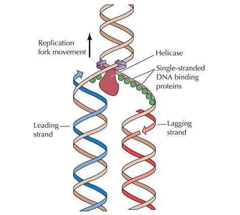 Dna Replication Diagram With Labels