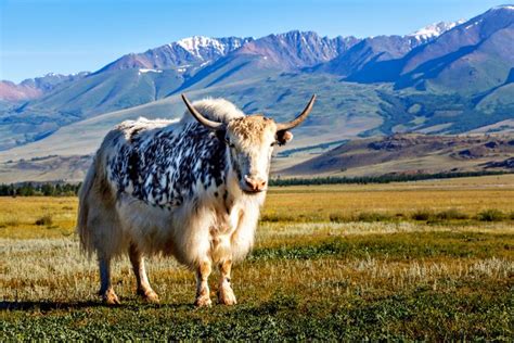 What Is A Yak 8 Spectacular Facts About Yaks