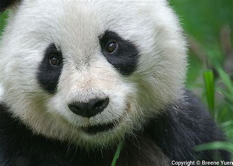 Panda Bear Portrait Asian Chinese Wildlife Asian Chinese Scenic