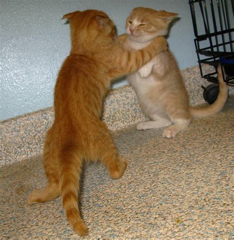 Kitten Fight This Is A Photograph Of Two Kitens At The She Flickr