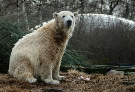Polar Bear Knut 9 By Drezdany Stocks On Deviantart