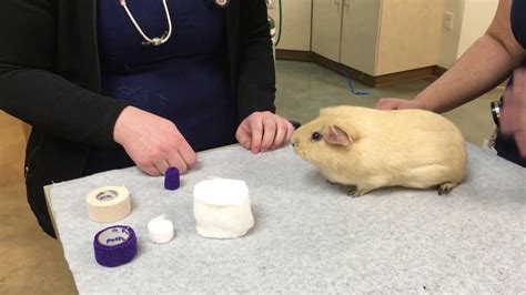 Yes, guinea pigs can eat zucchini. How to place bandages on Guinea Pig feet - YouTube