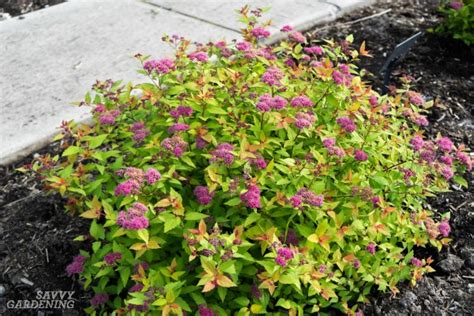 Dwarf Flowering Shrubs For Small Gardens And Landscapes