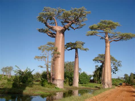 Baobob Tree 8 Seeds Monkey Bread Tree Adamsonia Hirts Gardens
