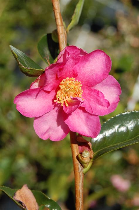 It is popularly used in shrub borders, backgrounds, and loose hedges. Pink-A-Boo® Camellia (Camellia sasanqua 'Mondel') in ...