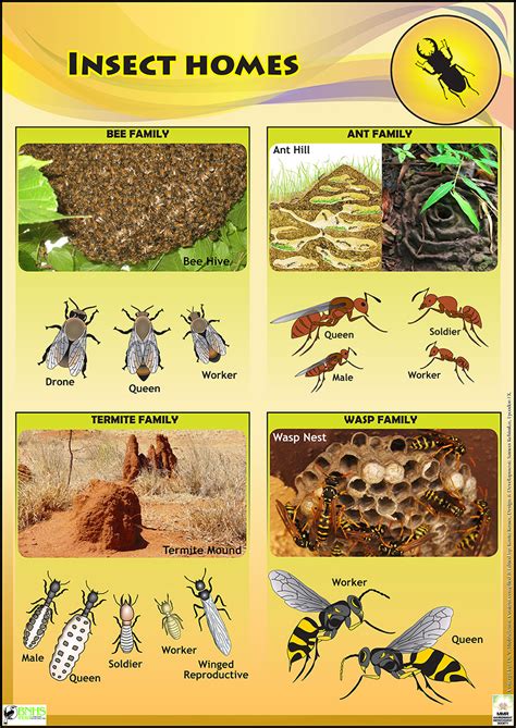 Insect Life Educational Posters For Kids And Schools