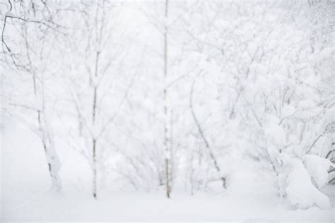 Snow Covered Tree Digital Backdrop Winter Digital Background For
