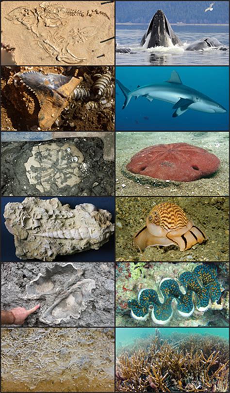Fossils Help Identify Marine Life That May Be At High Risk
