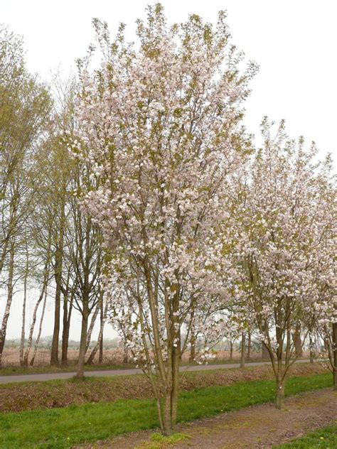 Sunset boulevard, one of the world's most famous streets, was born as a route between those two divergent worlds. Prunus serrulata 'Sunset Boulevard' | Prunus serrulata ...