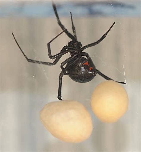 Female Juvenile Black Widow Spider Pic 3 Biological Science Picture