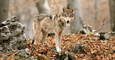 Wolf Walking On Hill Looking Around Slow Motion Horkai