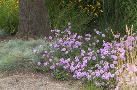 How To Grow And Care For Scabiosa Pincushion Flower