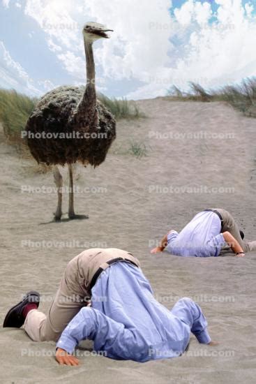 Ostrich Head Buried In The Sand Bury Your Head In The Sand