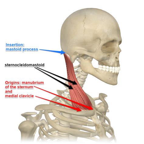 The Sternocleidomastoid Muscle Is One Of The Largest My Health Only