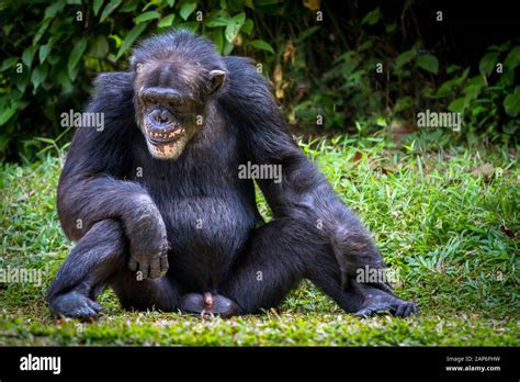 Female Chimpanzee Genitalia
