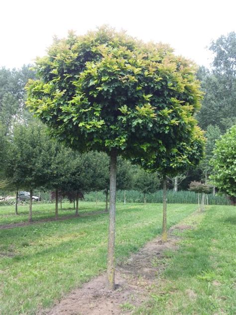 Quercus Palustris Green Dwarf Bol Moeraseik Cv Van Den Berk