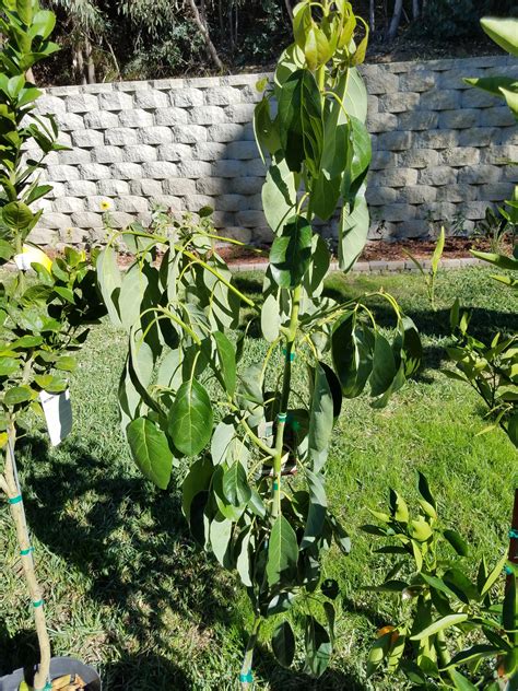 Help Avocado Tree Wilting Soil Is Dry No Sign Of Fungus Didnt