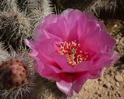Pink Cactus Flower 3 Snap Shots West