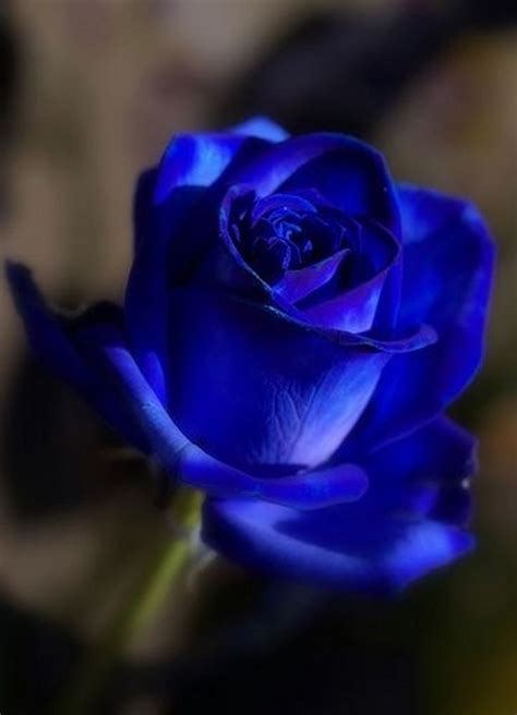31 Blue Rose 77 Gorgeous Roses Youll Wish You Could Grow →