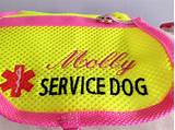 Images of Emotional Service Dog Registration Free