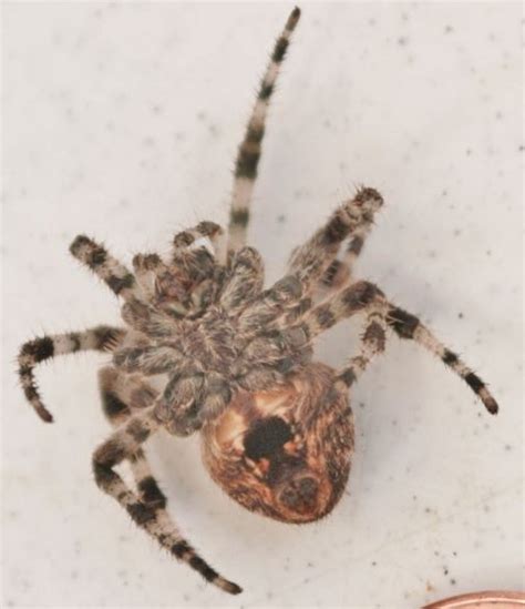 Big Hairy Spider With Striped Legs Araneus Bugguidenet